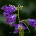 Breitblättrige Glockenblume ( Campanula latifolia)
