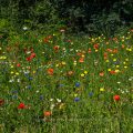 Angelegte Blumenwiese, Bienenwiese