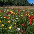 Angelegte Blumenwiese, Bienenwiese