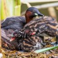 Zwergtaucher (Tachybaptus ruficollis) mit Jungen auf dem Nest