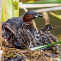 Zwergtaucher (Tachybaptus ruficollis) mit Jungen auf dem Nest