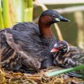 Zwergtaucher (Tachybaptus ruficollis) mit Jungen auf dem Nest