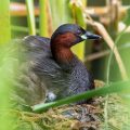 Zwergtaucher (Tachybaptus ruficollis) mit Jungen auf dem Nest