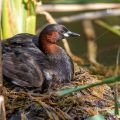 Zwergtaucher (Tachybaptus ruficollis) mit Jungen auf dem Nest