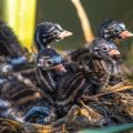 Zwergtaucher (Tachybaptus ruficollis) Jungvögel, Küken im Nest