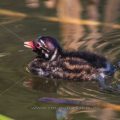 Zwergtaucher (Tachybaptus ruficollis) Jungvogel, Küken