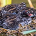 Zwergtaucher (Tachybaptus ruficollis) Jungvögel, Küken im Nest