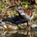Haussperling (Passer domesticus) Männchen
