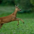 Reh (Capreolus capreolus)