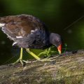 Grünfüßiges Teichhuhn (Gallinula chloropus)