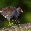 Grünfüßiges Teichhuhn (Gallinula chloropus)