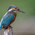 Eisvogel (Alcedo atthis) Jungvogel