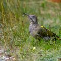 Grünspecht (Picus viridis) Jugendkleid