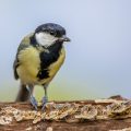 Kohlmeise (Parus major)