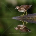 Grünfüßiges Teichhuhn (Gallinula chloropus) Jungvogel