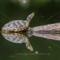 Rotwangen-Schmuckschildkröte (Trachemys scripta elegans)