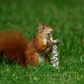 Eichhörnchen (Sciurus vulgaris) frisst Pilz