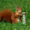 Eichhörnchen (Sciurus vulgaris) frisst Pilz