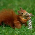 Eichhörnchen (Sciurus vulgaris) frisst Pilz