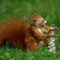 Eichhörnchen (Sciurus vulgaris) frisst Pilz
