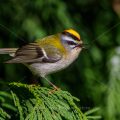 Sommergoldhähnchen (Regulus ignicapillus)