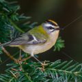 Sommergoldhähnchen (Regulus ignicapillus)