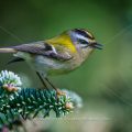 Sommergoldhähnchen (Regulus ignicapillus)