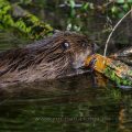 Europäischer Biber (Castor fiber)