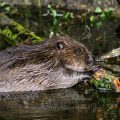 Europäischer Biber (Castor fiber)