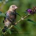 Stieglitz (Carduelis carduelis) Jugendkleid