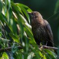 Amsel (Turdus merula) Weibchen