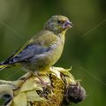 Grünfink (Carduelis chloris) Männchen