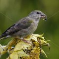 Grünfink (Carduelis chloris)