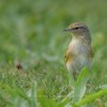 Zilpzalp (Phylloscopus collybita)