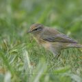 Zilpzalp (Phylloscopus collybita)