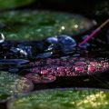 Wassertropfen auf Seerosenblatt