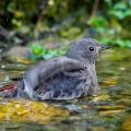 Hausrotschwanz (Phoenicurus ochruros) Weibchen badet