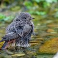 Hausrotschwanz (Phoenicurus ochruros) Weibchen badet