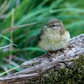 Zilpzalp (Phylloscopus collybita)