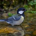Kohlmeise (Parus major)