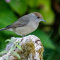 Mönchsgrasmücke (Sylvia atricapilla) Weibchen