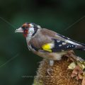 Stieglitz (Carduelis carduelis)