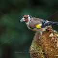 Stieglitz (Carduelis carduelis)