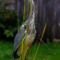 Graureiher (Ardea cinerea)