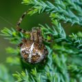 Gartenkreuzspinne (Araneus diadematus)