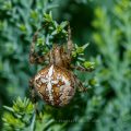 Gartenkreuzspinne (Araneus diadematus)