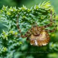 Gartenkreuzspinne (Araneus diadematus)