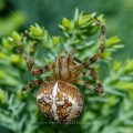 Gartenkreuzspinne (Araneus diadematus)