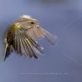 Grünfink (Carduelis chloris) im Anflug