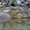 Zilpzalp (Phylloscopus collybita)